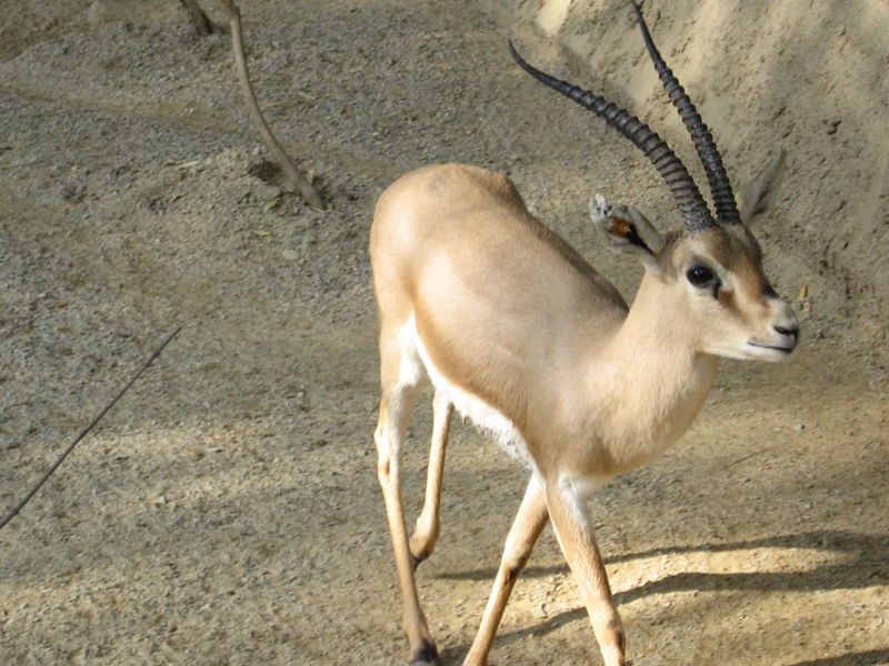 Slender horned gazelle